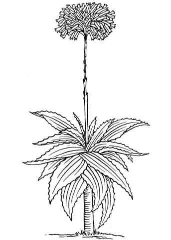 Desenhos de Aloes Para Colorir