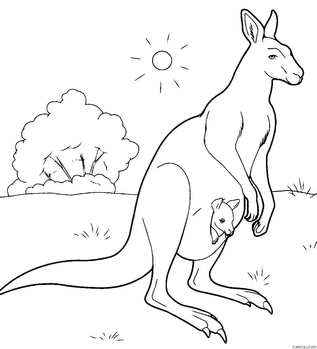 Desenhos de Australia Para Colorir 22