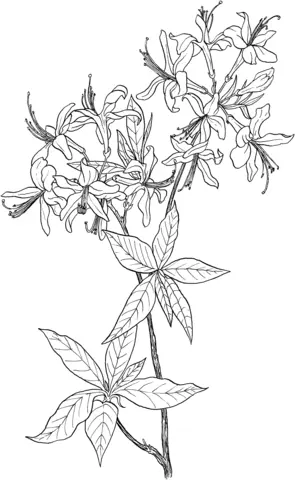 Azalea Coloring Pages 4