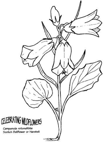Glockenblumen Ausmalbilder 7