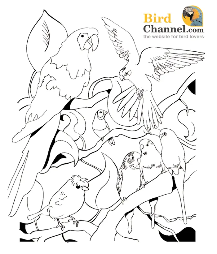 Bird Coloring Pages 2