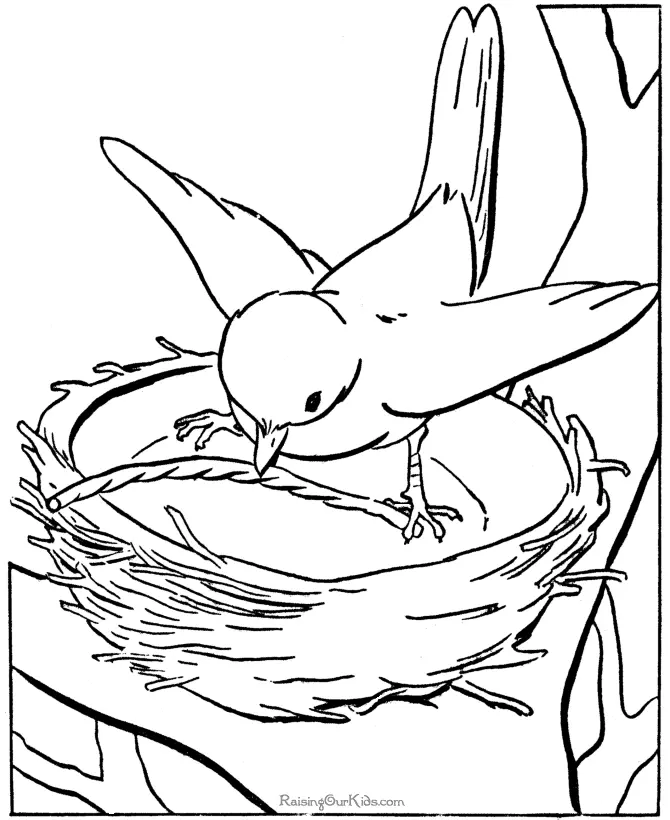 Bird Coloring Pages 52
