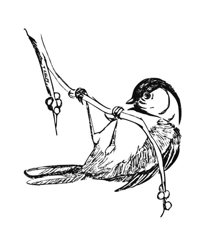 Bird Coloring Pages 7
