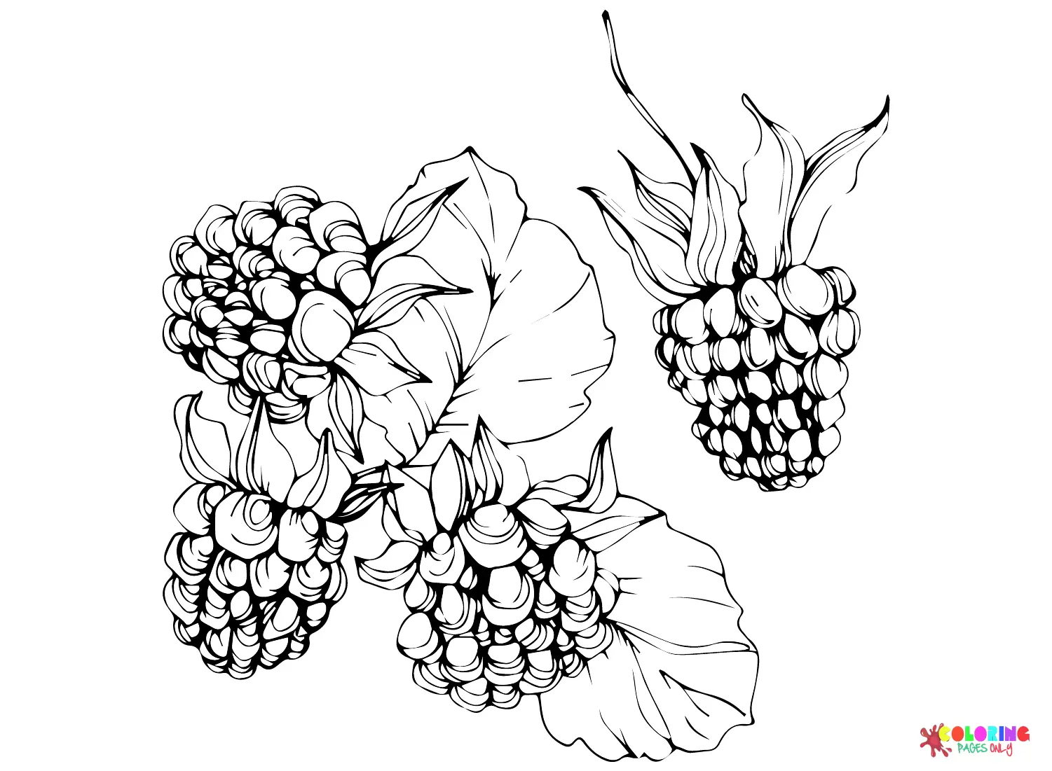 Moras Para Colorear 14