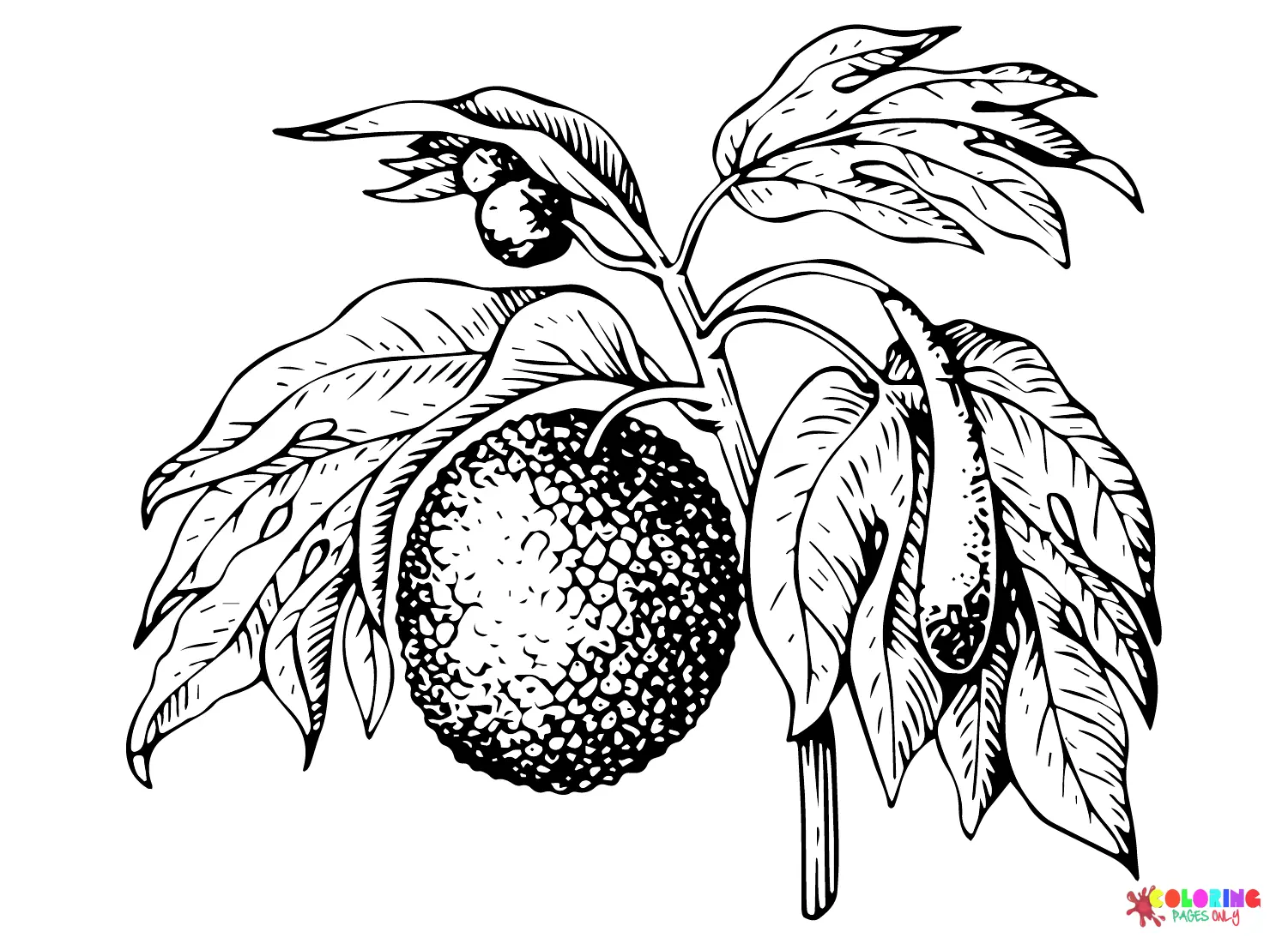 Brotfrucht Ausmalbilder 18