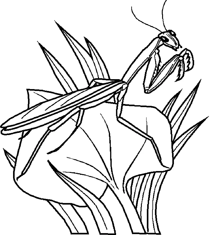 Bugs Coloring Pages 2