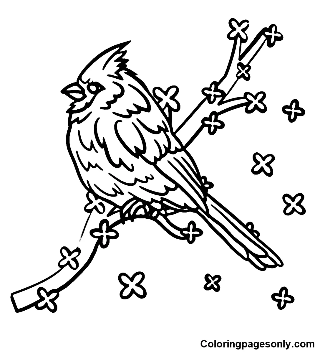Desenhos de Cardeal Para Colorir 13