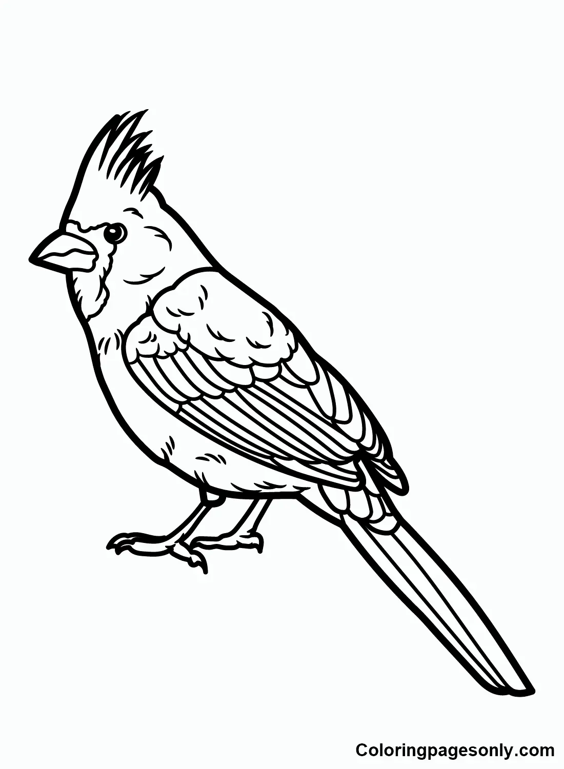 Desenhos de Cardeal Para Colorir 7