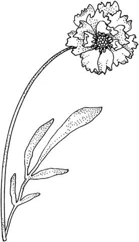 Desenhos de Cravos Para Colorir 5