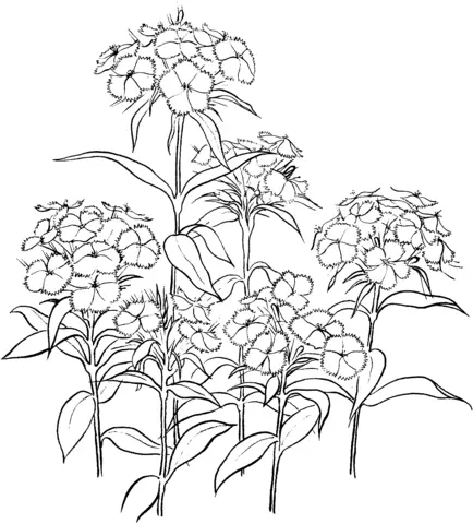 Desenhos de Cravos Para Colorir 9