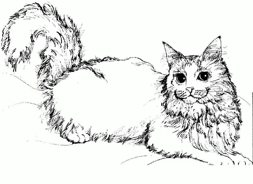 Katze Ausmalbilder 54