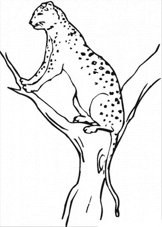 Desenhos de Chita Para Colori 50