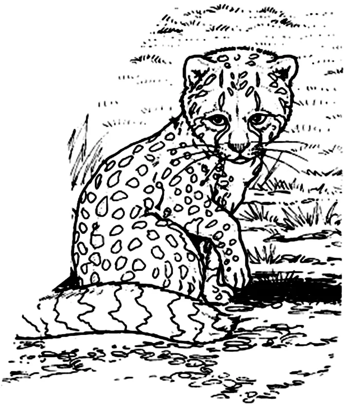 Desenhos de Chita Para Colori 66