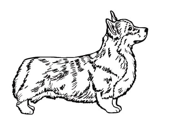 Corgi Ausmalbilder 88