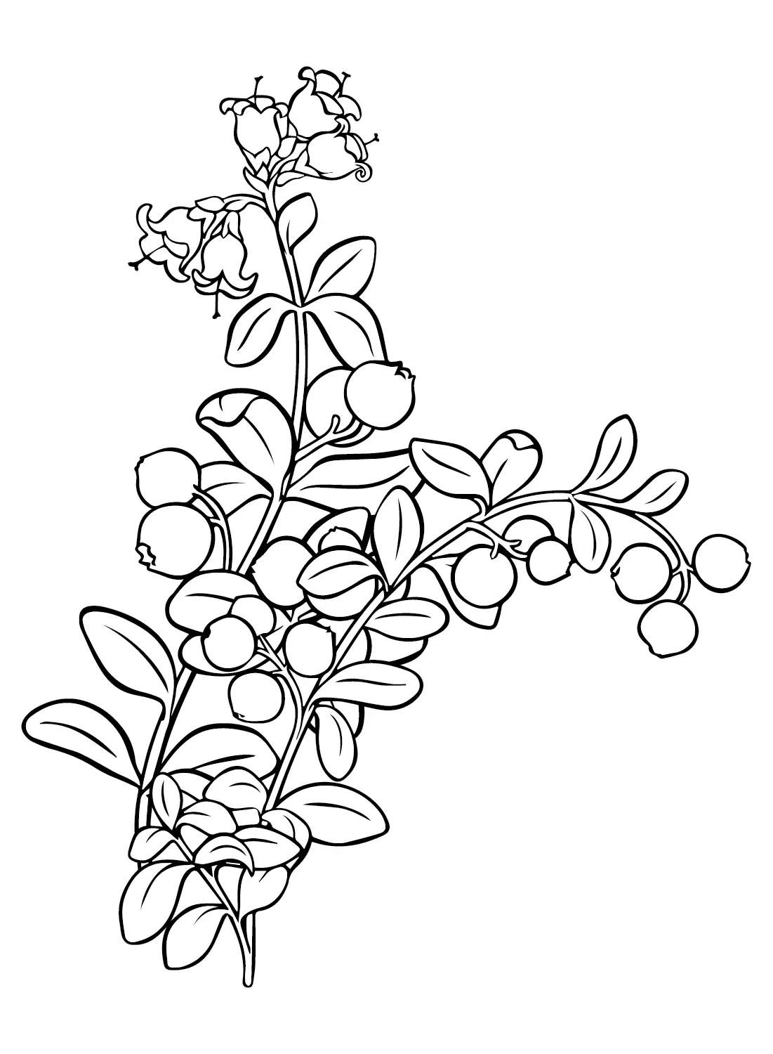 Cranberry Ausmalbilder 11