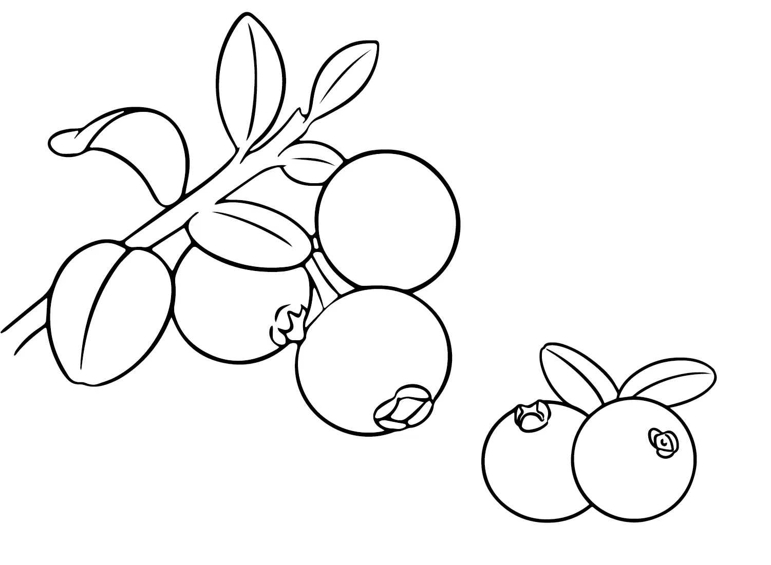 Cranberry Ausmalbilder 12