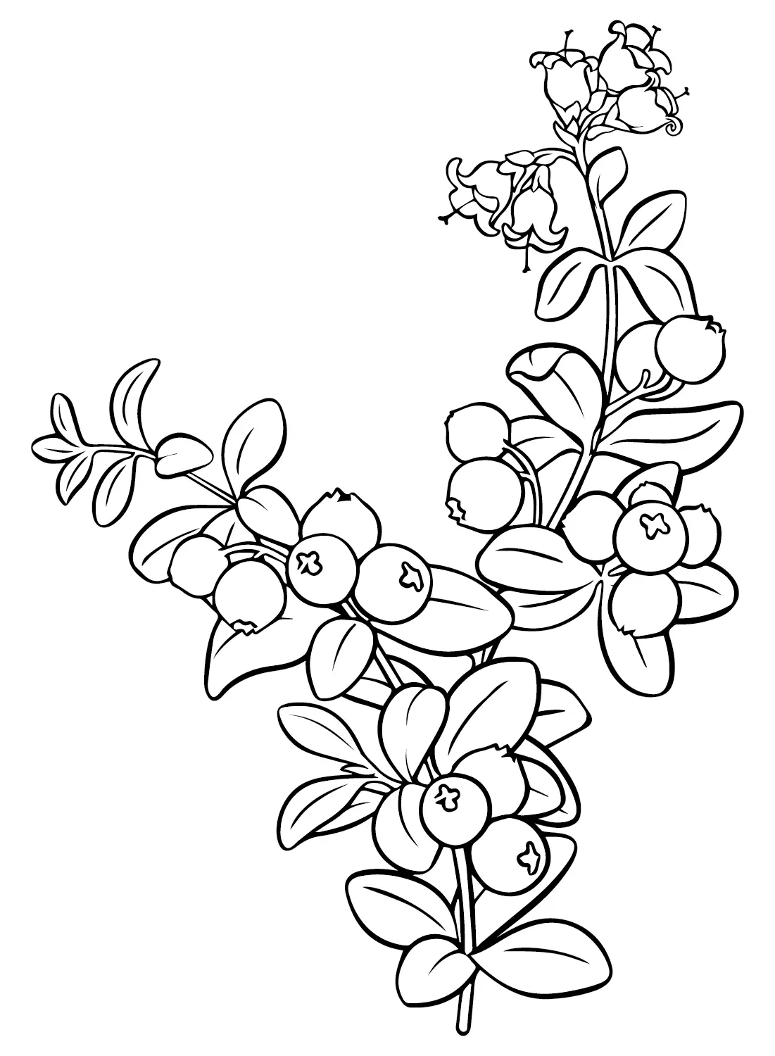 Cranberry Ausmalbilder 18