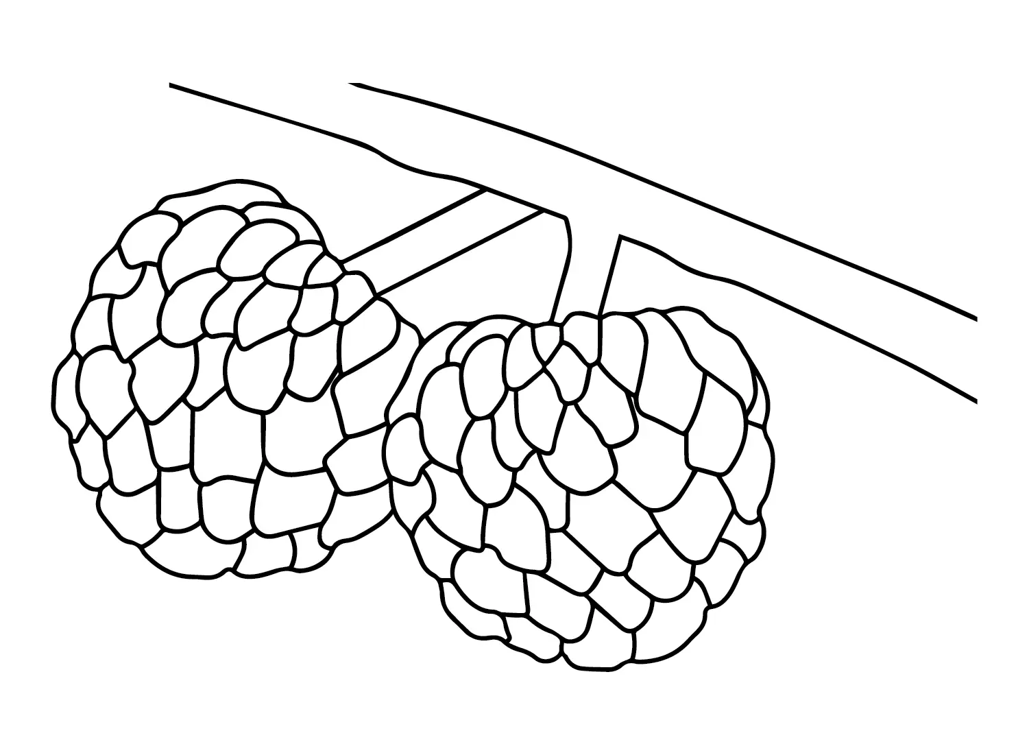 Custard Apple Coloring Pages 4