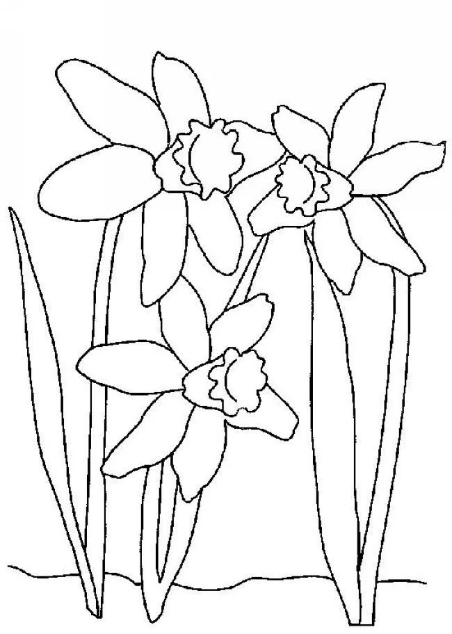 Daffodil Coloring Pages