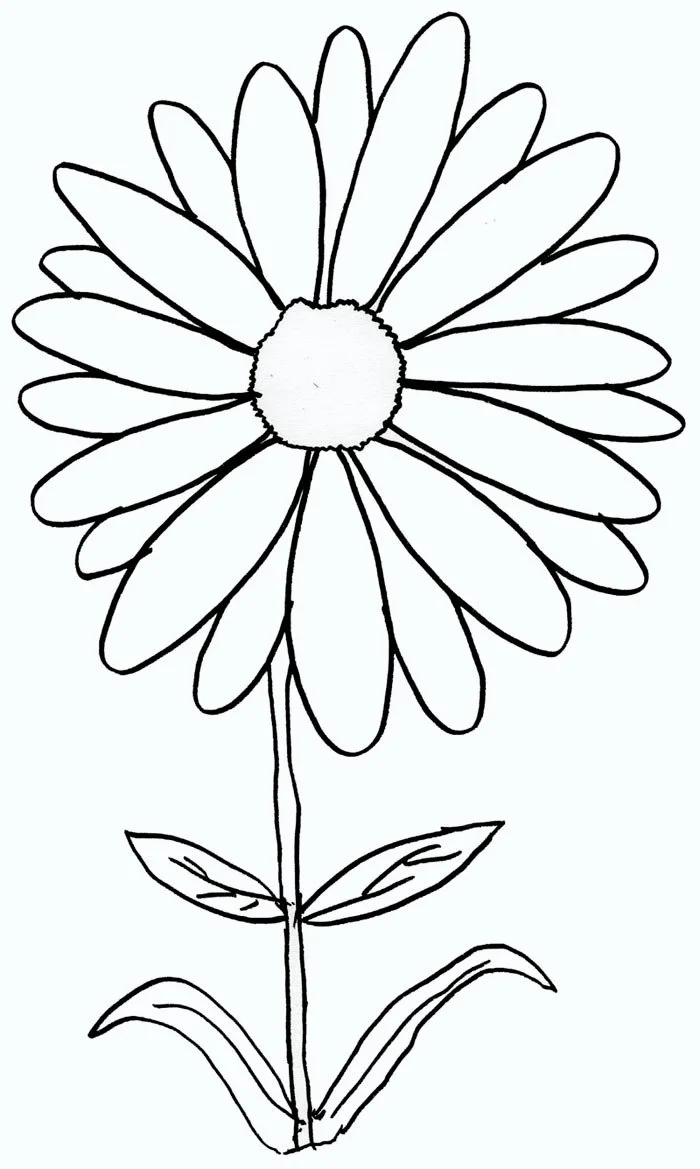 Desenhos de Margaridas Para Colorir 5