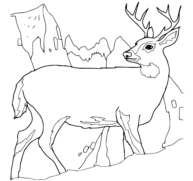 Reh Ausmalbilder 34