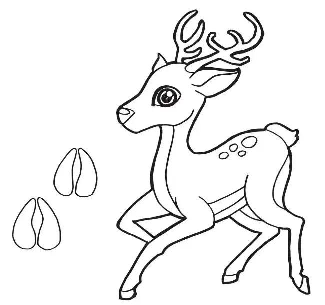 Reh Ausmalbilder 55