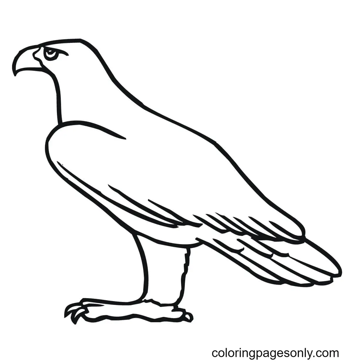 Adler Ausmalbilder 8