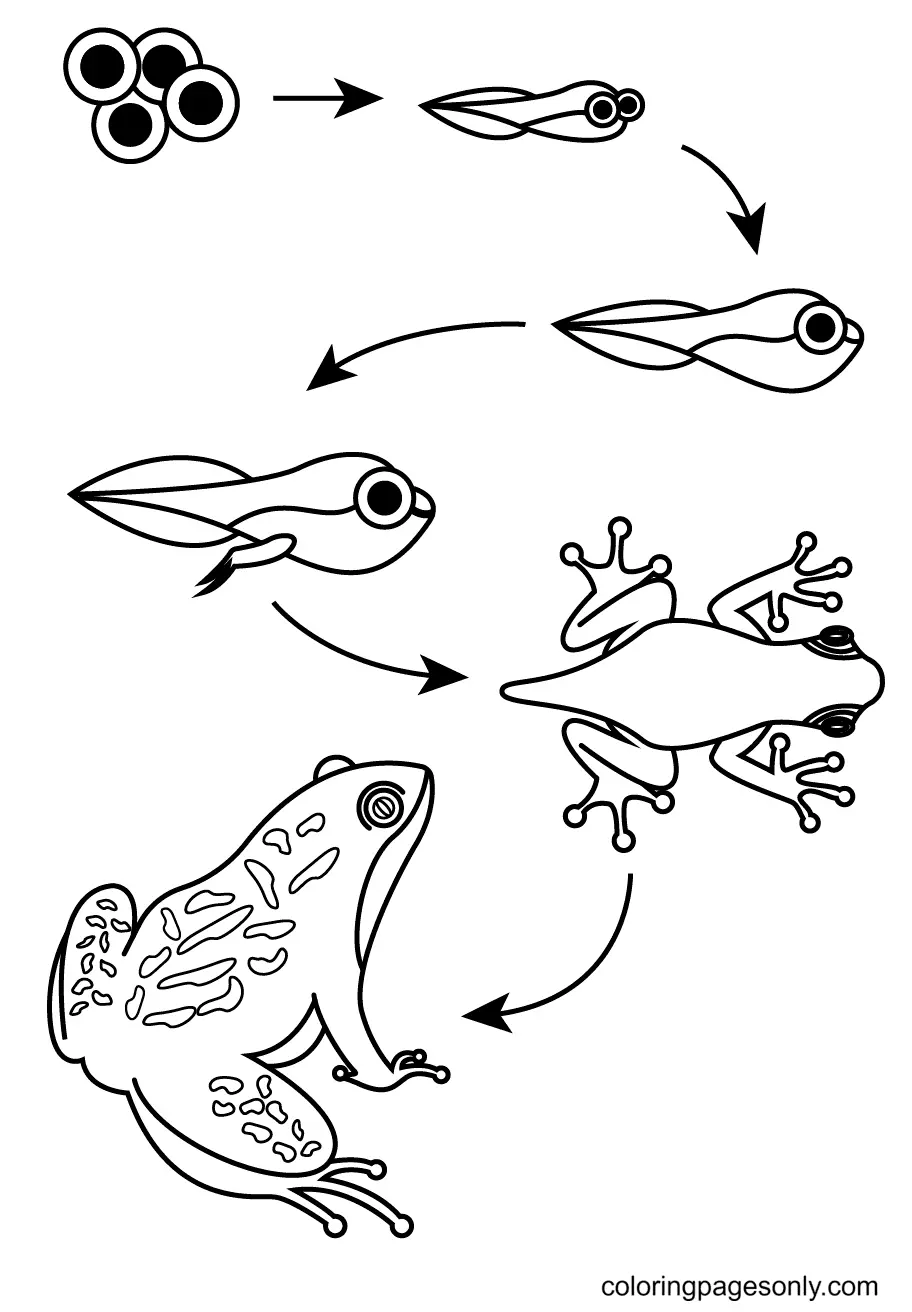 Frosch Ausmalbilder 54