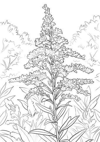 Desenhos Para Colorir Goldenrod
