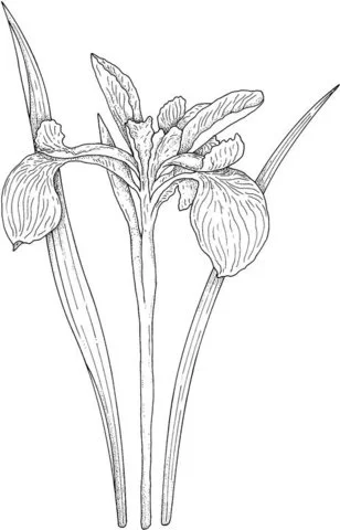 Iris Coloring Pages 13