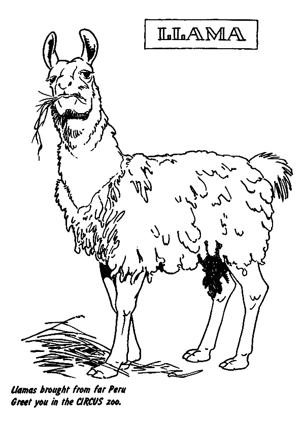 Llama Coloring Pages 46
