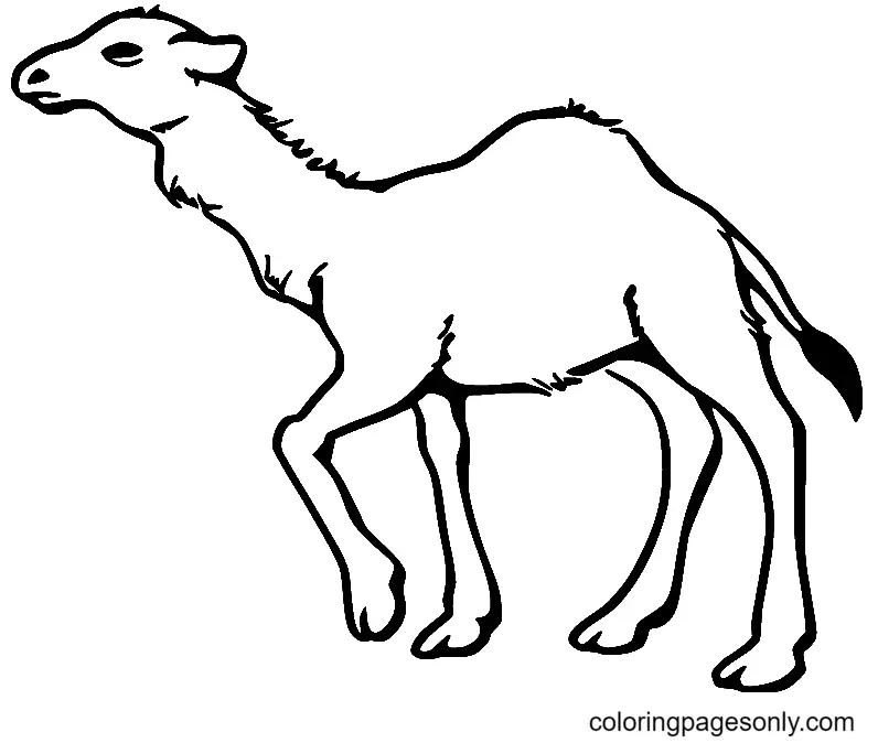Llama Coloring Pages 47