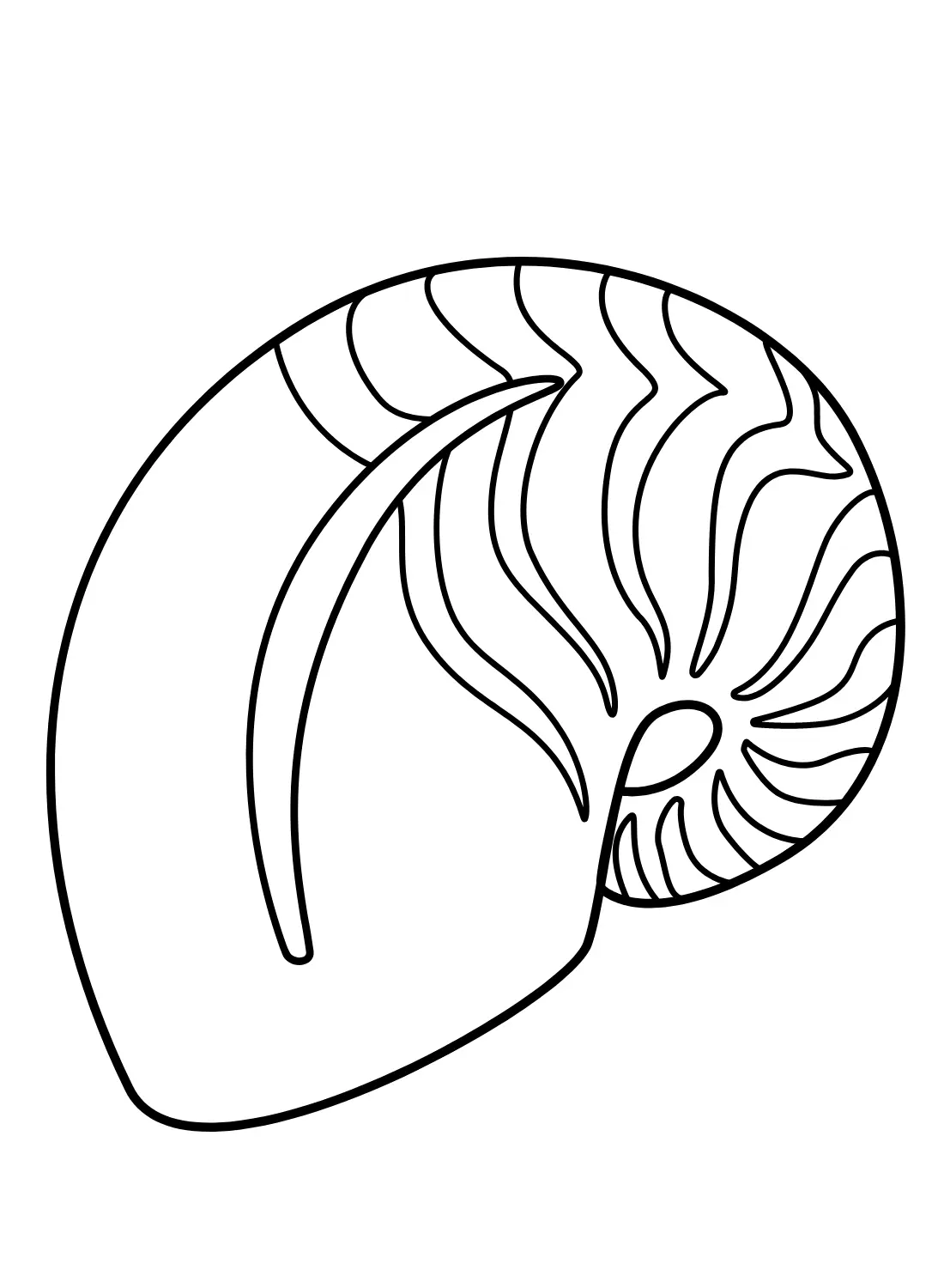 Nautilus Ausmalbilder