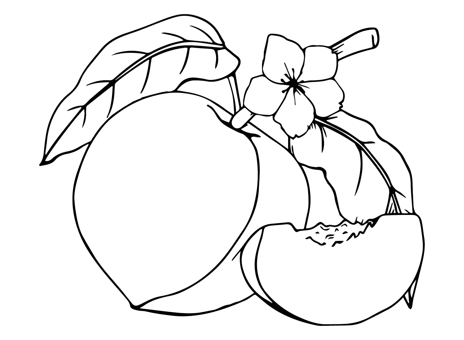 Nectarina Para Colorear 11