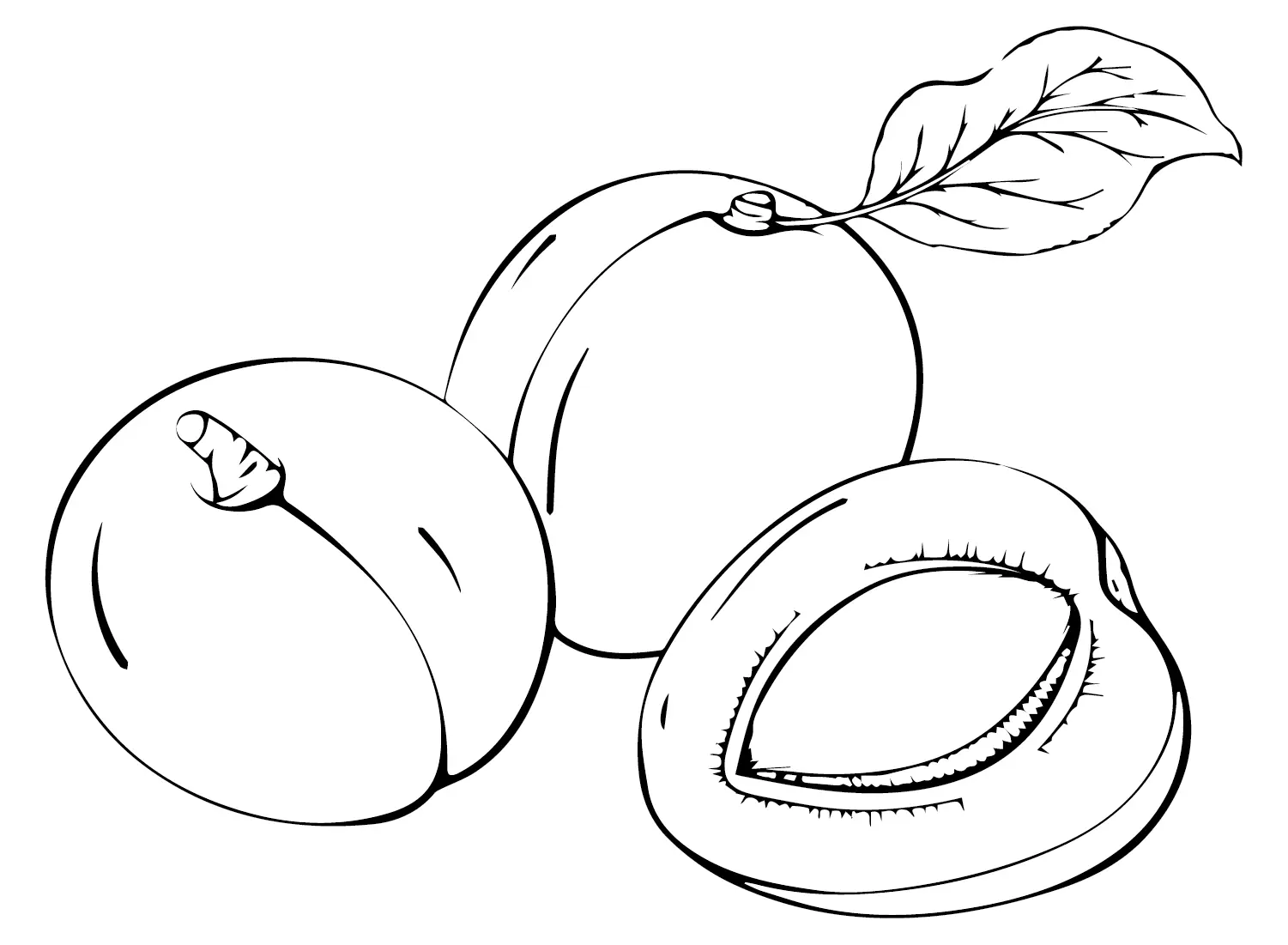 Nectarina Para Colorear 3