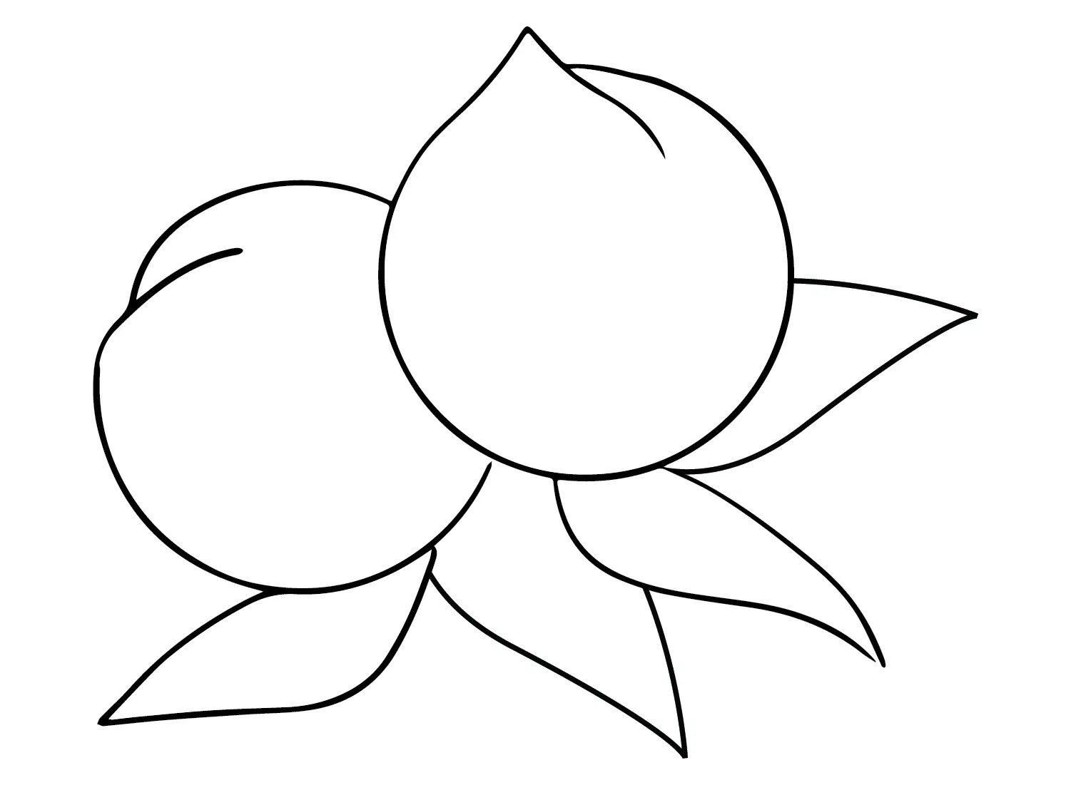 Nectarina Para Colorear 9