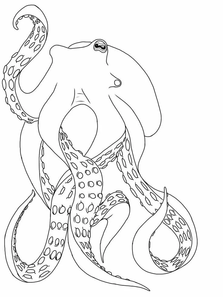 Oktopus Ausmalbilder