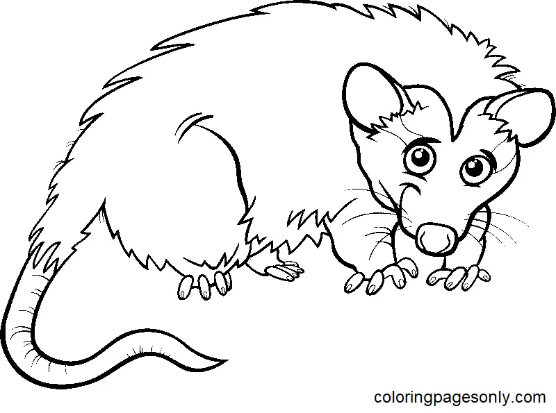 Opossum Ausmalbilder 1