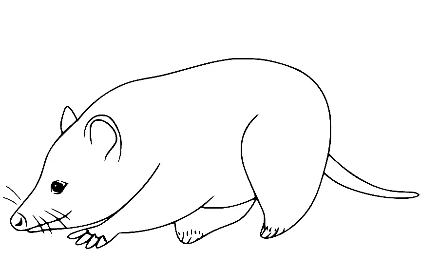 Opossum Ausmalbilder 11