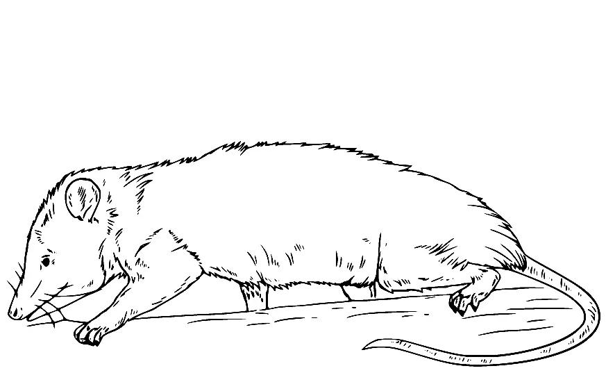 Opossum Ausmalbilder 12