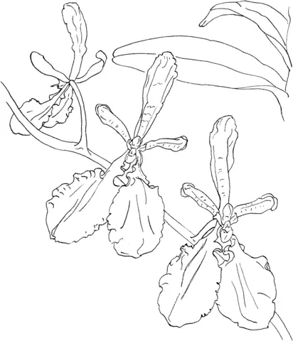 Orchid Coloring Pages 12