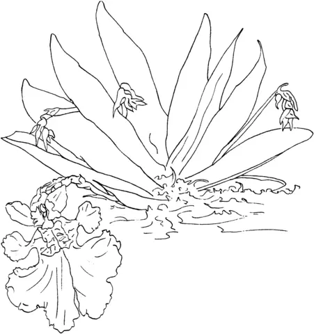 Orchid Coloring Pages 23