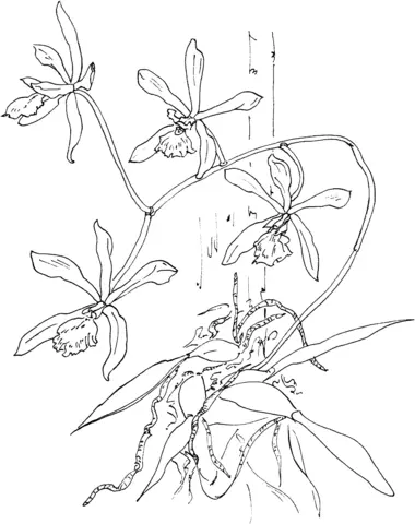 Orchid Coloring Pages 51