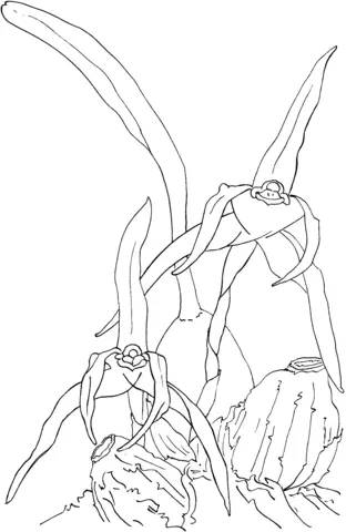 Orchid Coloring Pages 58