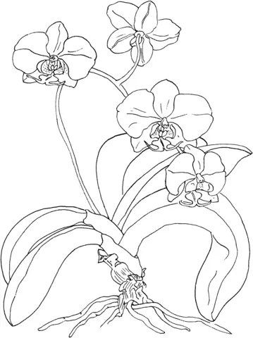 Orchid Coloring Pages 7