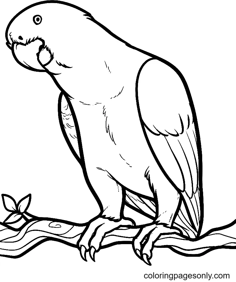 Parrot Coloring Pages 10