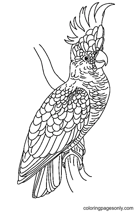 Parrot Coloring Pages 29