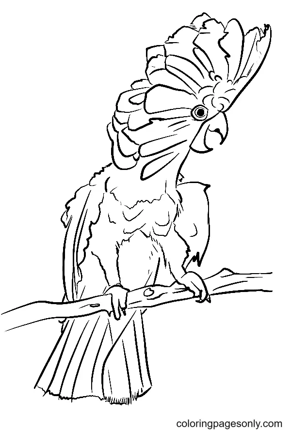 Parrot Coloring Pages 46