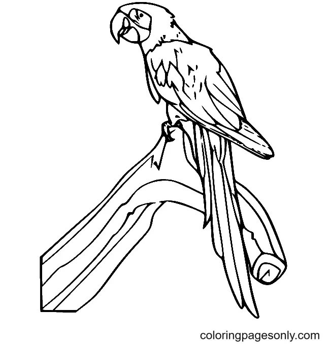 Parrot Coloring Pages 48