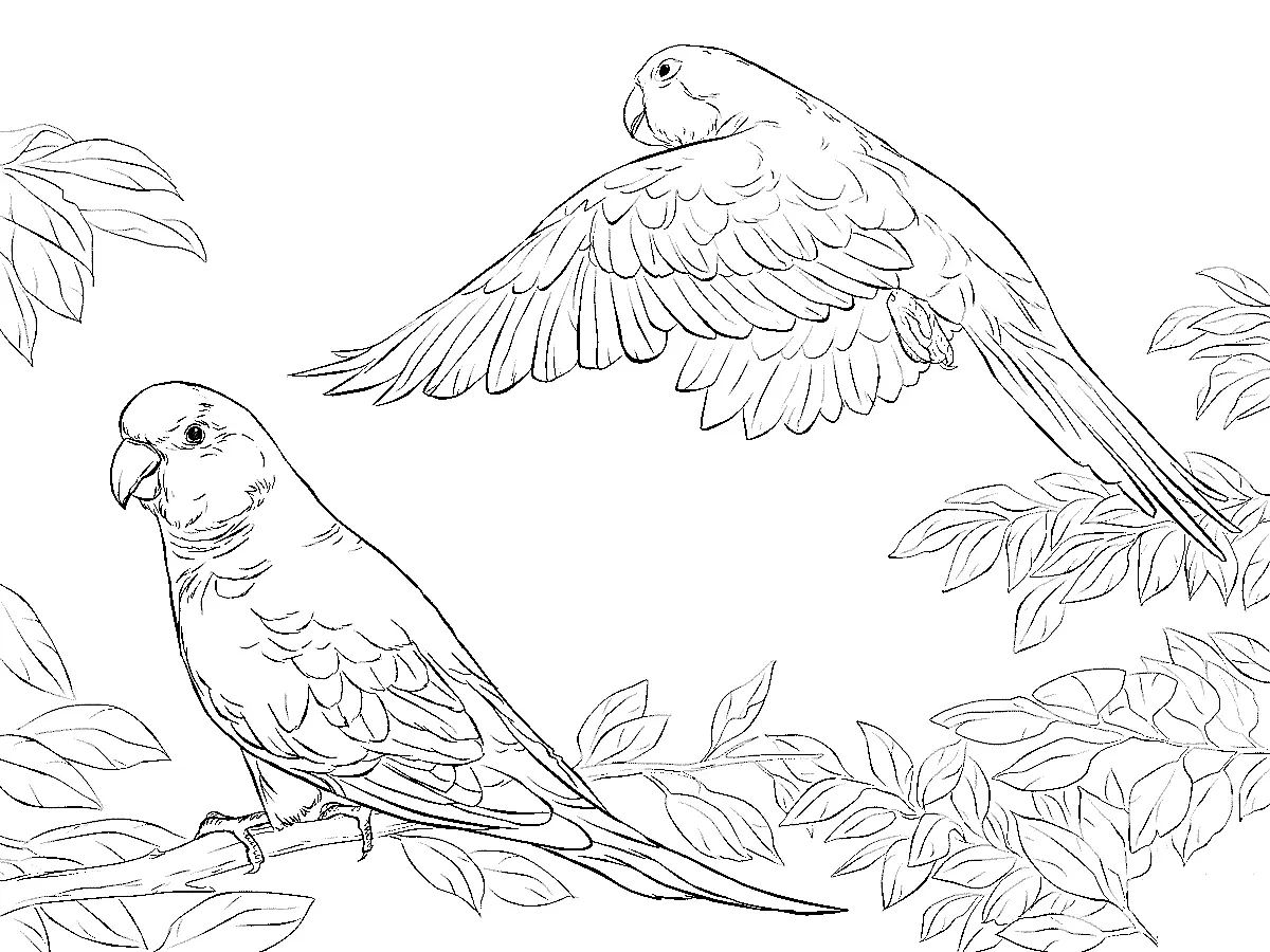 Parrot Coloring Pages 56